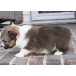 My heart Pembroke Welsh Corgi Puppies for Sale