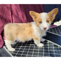  female Pembroke Welsh Corgi with a beautiful red coat for sale