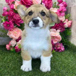  11 weeks old • Ready to go home Pembroke Welsh Corgi Puppies for Sale