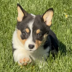 Pembroke Welsh Corgi Puppies - Corgi Puppies For Sale