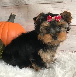 male and female Yorkie puppies available