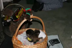 Amazing Baby Capuchin Monkey for Adoption