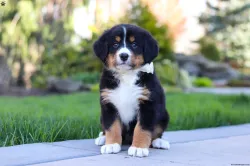 Bernese Mountain Dogs are beloved for their calm,
