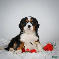 cute and adorable male and female Bernese Mountain Dog 