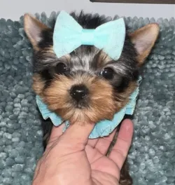 Teacup Yorkie puppies 
