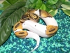  well tamed piebald  ball pythons for sale