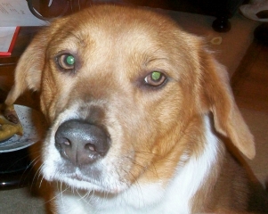 Registered  begal dog for free adoption